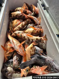 4)일 오전 왕볼락 왕열기 쿨러 조황