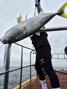 대삼치,대방어 토요일 모집중
