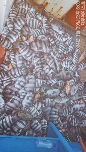 제주에이스호!!(29일)돌돔 조황입니다~문의01035483472~01038603472