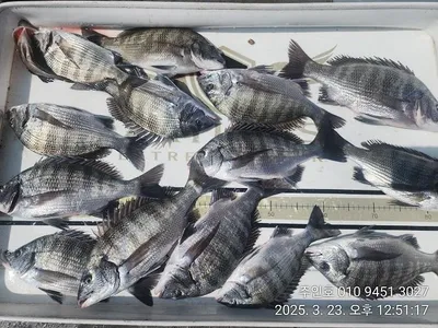 ((고성 주인호))경남고성 주인호 일요일 감성돔 조황~ 평일 예약가능!