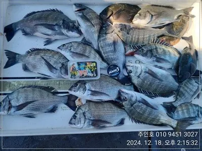 ((고성 주인호))주인호 수요일 감성돔 마릿수조황!