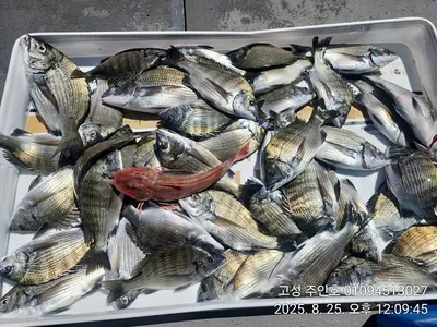 ((경남고성 주인호))주인호 월요일 감성돔 마릿수조황!!