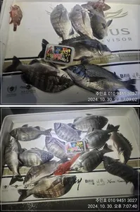 ((고성 주인호))주인호 감성돔 조황입니다.