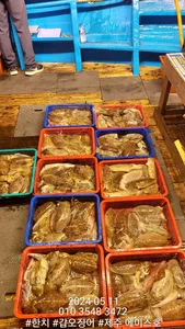 제주에이스호!!(10일)야간갑오징어 조황입니다(9.77톤 22인승16석운영)문의 01038603472~01035483472