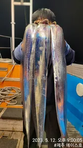  제주에이스호!!12일 대갈치사냥다녀왔습니다 문의01035483472