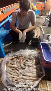 제주에이스호!!(28)한치조황입니다.문의 010 3548 3472~010 3860 3472