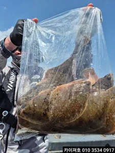 28일)오전 도다리참가자미 조황~!