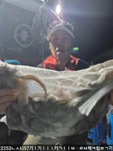 14일 야간 돌문어 조황 수,목 모집!