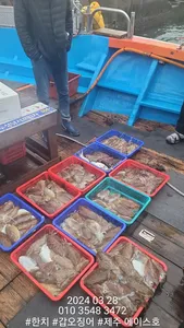 제주에이스호!!(28일)갑이조황입니다.~문의01035483472~01038603472