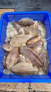  제주에이스호!!12월30갑돌이조황입니다 문의01035483472~01038603472