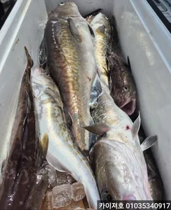 사모님도 만쿨! 오늘도 역시! 26일 대구조황