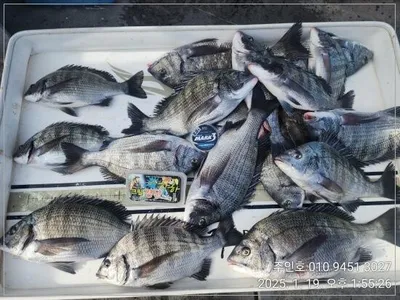 <<이벤트중>>경남 고성 주인호 일요일 감성돔 조황~