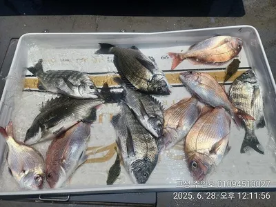 ((경남고성 주인호))주인호 토요일 감성돔 조황~일요일예약가능!