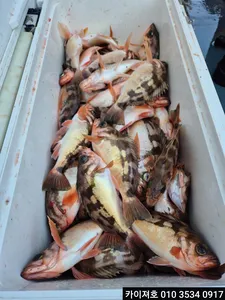 16일) 볼락,열기 조황