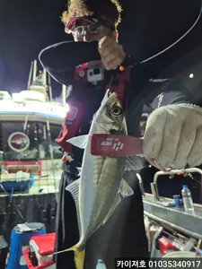 왕전갱이고등어 금요일 부터 출항 모집중