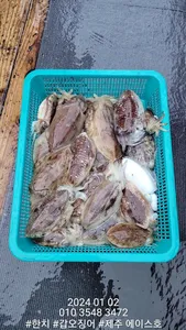  제주에이스호!!1월2일갑돌이조황입니다 문의01035483472~01038603472