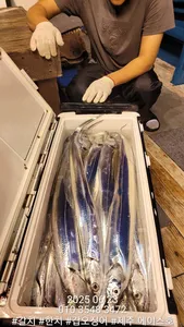 제주에이스호!!(6월22일)갈치조황입니다010 35483472~010 3860 3472{9.77톤22인승12석운영 봉돌투승기장착