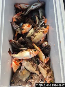 11일 볼락.열기 조황!