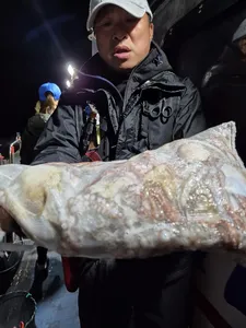 14일 야간 돌문어 조황!