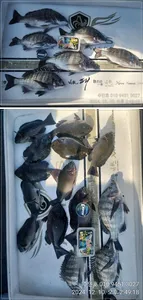 ((고성 주인호))주인호 화요일 감성돔 조황~ 수요일예약가능!!