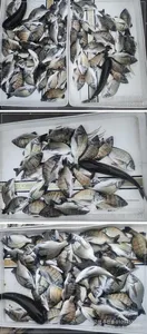 ((경남고성 주인호))주인호 목요일 감성돔 마릿수 조황~ 