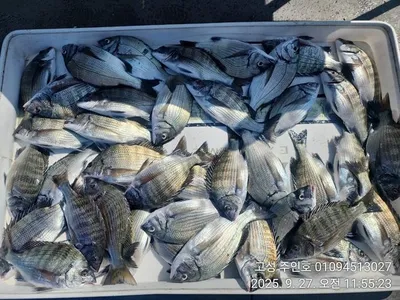 ((경남고성 주인호))주인호 토요일 감성돔 조황!