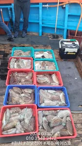  제주에이스호!!(30일)갑이조황입니다~문의01035483472~01038603472