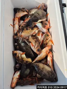 21일) 오전 왕볼락.열기 타작!