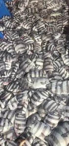  제주에이스호!!(11일)갑돌이조황입니다 믄의~01035483472~01038603472