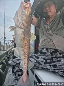 8일)오늘도 전원 힛트 우당탕탕탕 대구조황