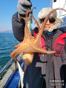 [진해문어낚시] 오늘도 돌문어 쭉~!! 뽑아올려주시며 찐한 손맛 보고왔습니다~^0^