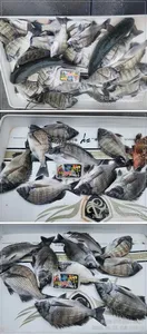 ((고성 주인호))주인호 일요일 감성돔 마릿수 조황!!