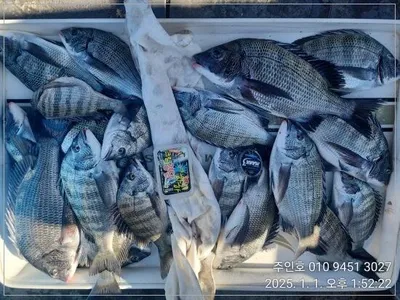 <<이벤트중>>고성 주인호 새해 마릿수 감성돔 조황!!!