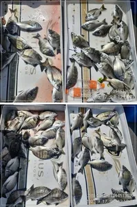 ((경남고성 주인호))주인호 수요일 조황~ 목요일 예약가능!