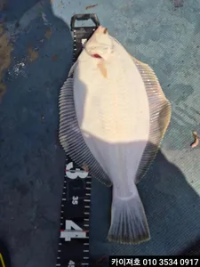 21일)오전 도다리참가자미 조황!!