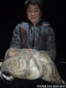 31일 주.야간 돌문어 조황!