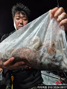 31일)야간 돌문어 조황 입니다!!