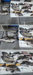 ((경남고성 주인호))주인호 금요일 감성돔 조황~