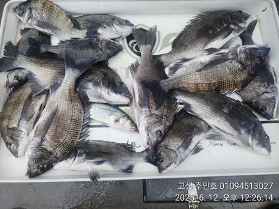 ((경남고성 주인호))주인호 목요일 감성돔 조황!