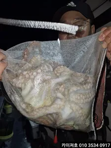 26일 야간 돌문어 조황 입니다