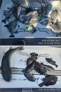 ((고성 주인호))주인호 감성돔 조황~일요일 예약가능!!