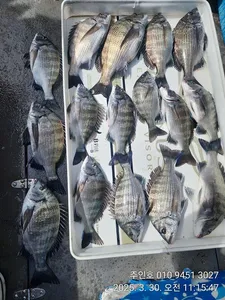 ((경남고성 주인호))주인호 감성돔 일요일조황!