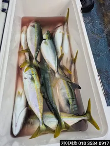 13일 오전 삼치 방어