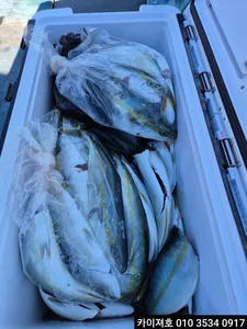 9일)오늘도 방어는 우당탕탕