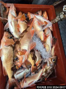 26일) 대박 왕열기왕볼락