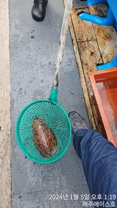  제주에이스호!!5일갑오징어 문의01035483472~01038603472