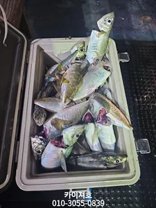 5일)야간 슈퍼전갱이 폭팔 타작~조황~!!