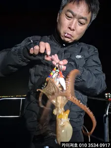 4일 야간 돌문어 조황 입니다