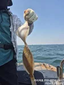 10일)왕도다리참가자미 많이 잡았어요!