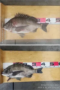 ((경남고성 주인호))주인호 4짜 감성돔 조황~월요일예약가능!